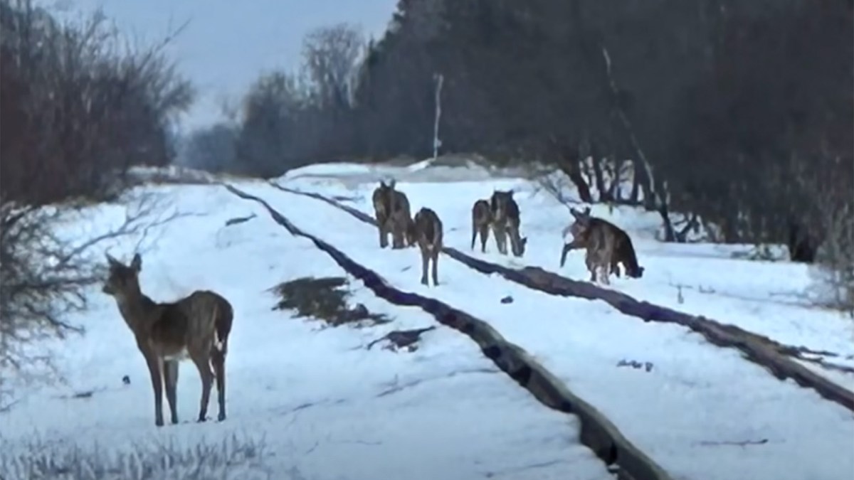 ‘Dead Deer All Over the Place.’ Corn Spill on Minnesota Railroad Lures 100-Plus Whitetails to Their Deaths