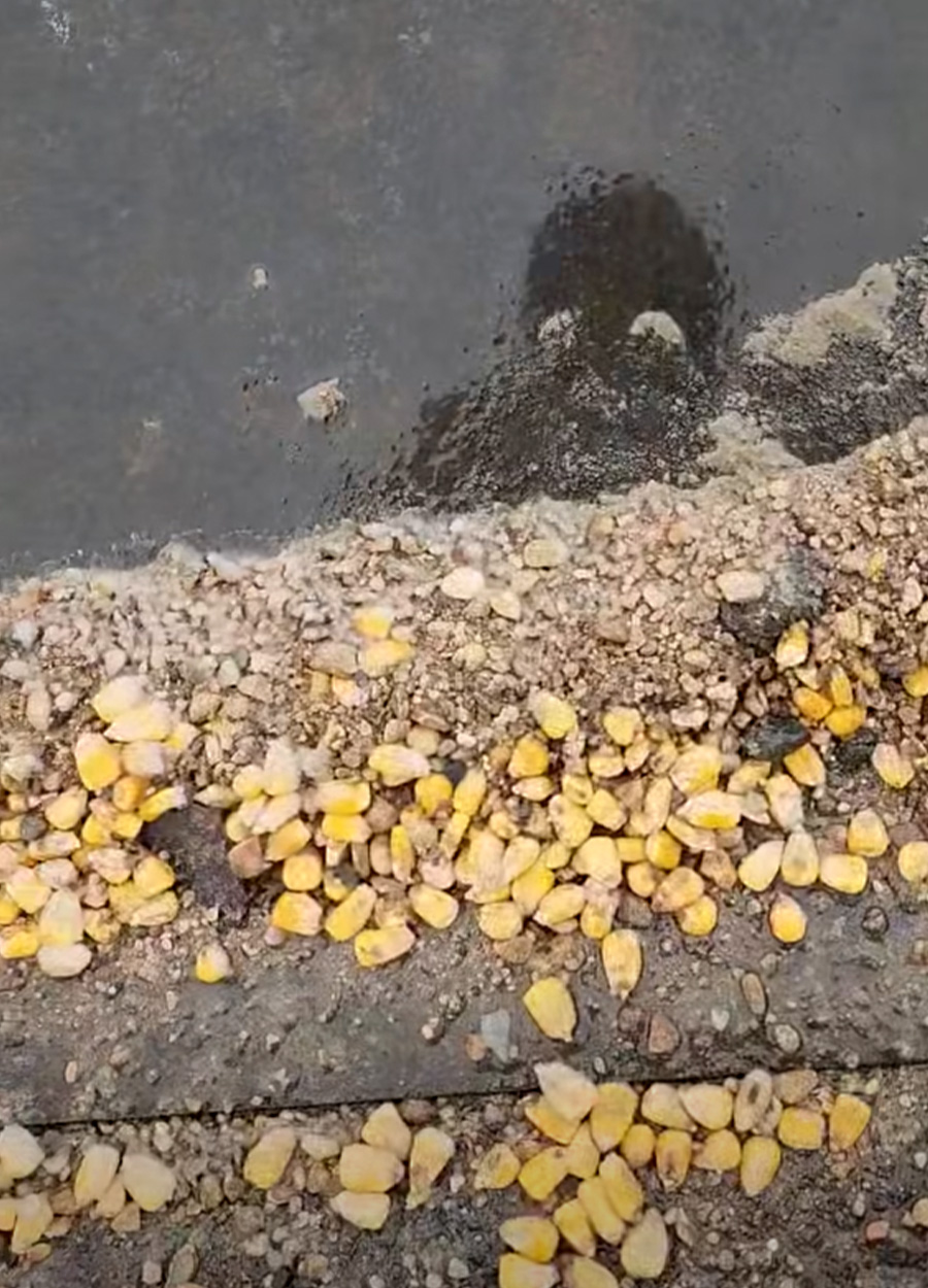 A bunch of corn spilled on the railroad tracks.
