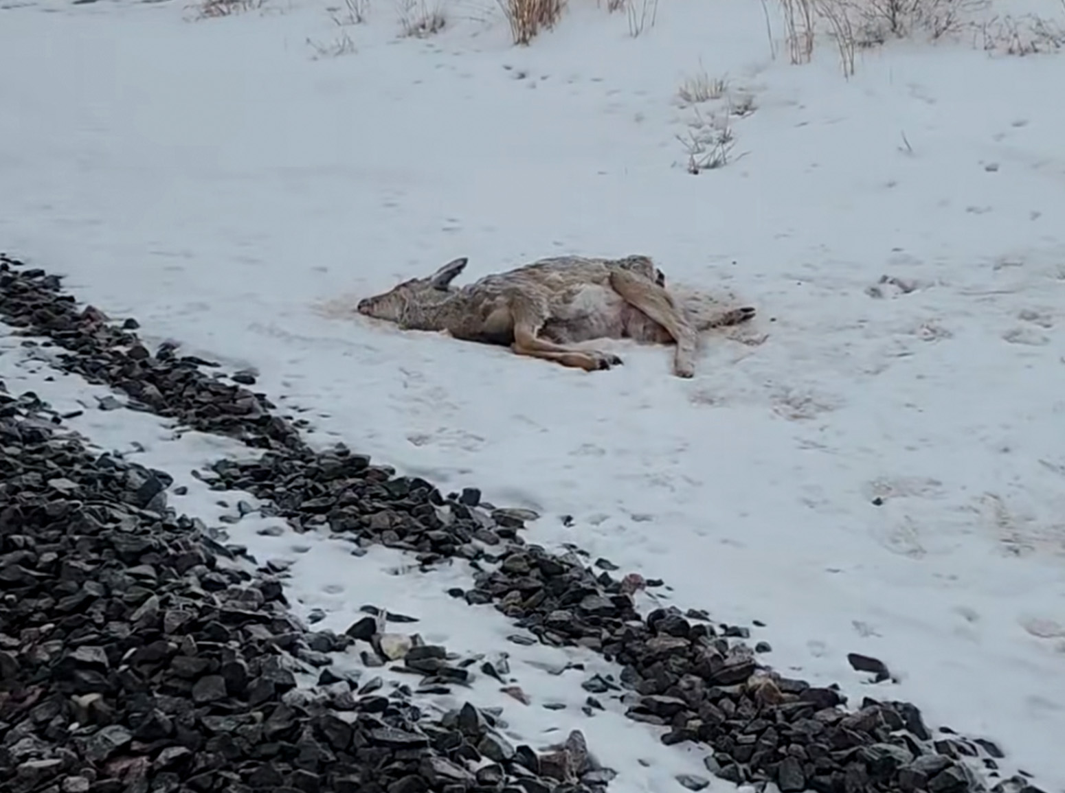 A dead deer found along a railroad in Minnesota.
