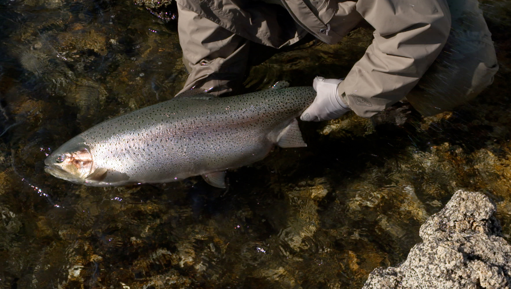 I Traveled 6,000 Miles in Search of Fabled Giant Trout. What I