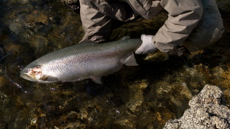 screenshot of a giant rainbow