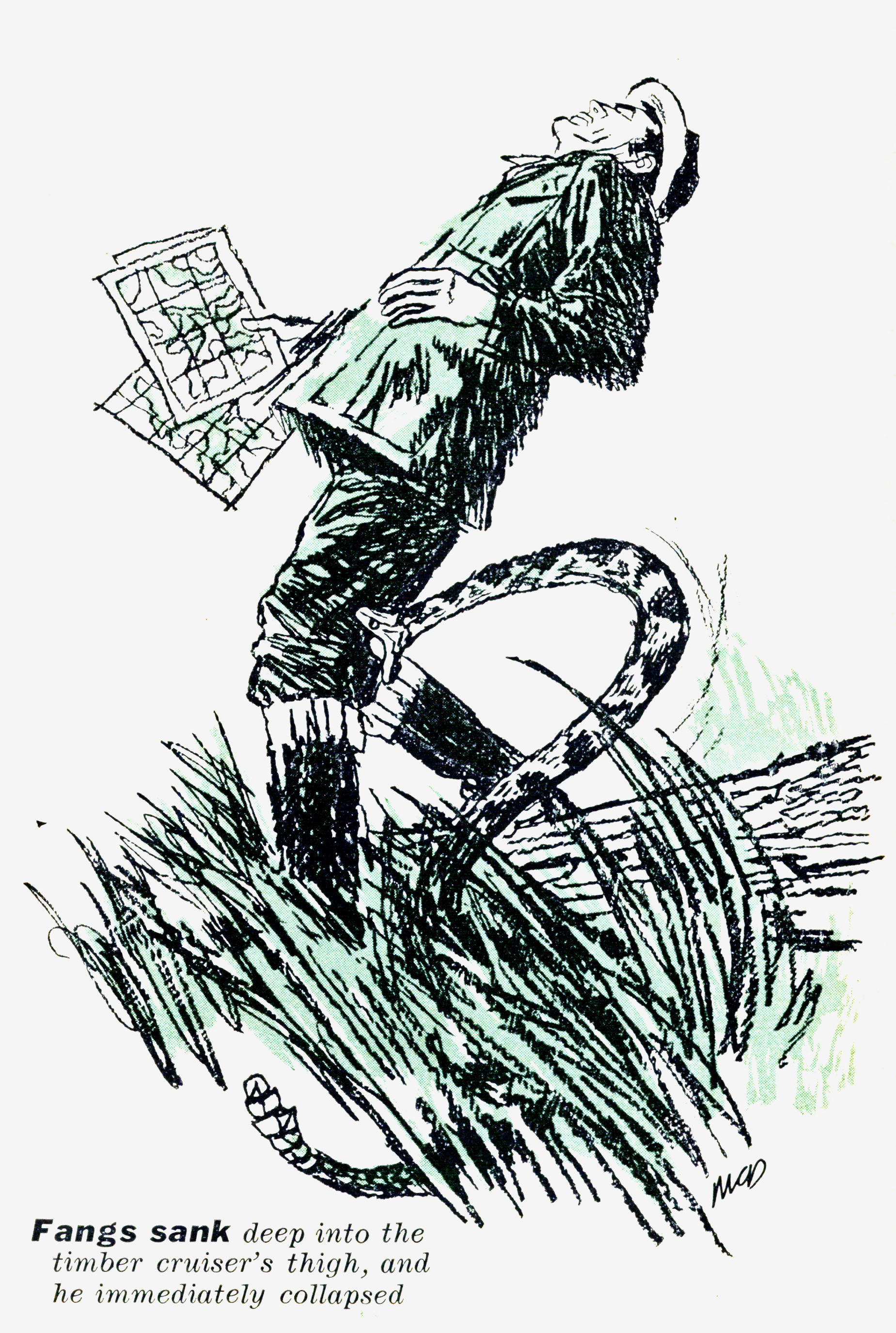 A sketch of a man getting bit by a rattlesnake.