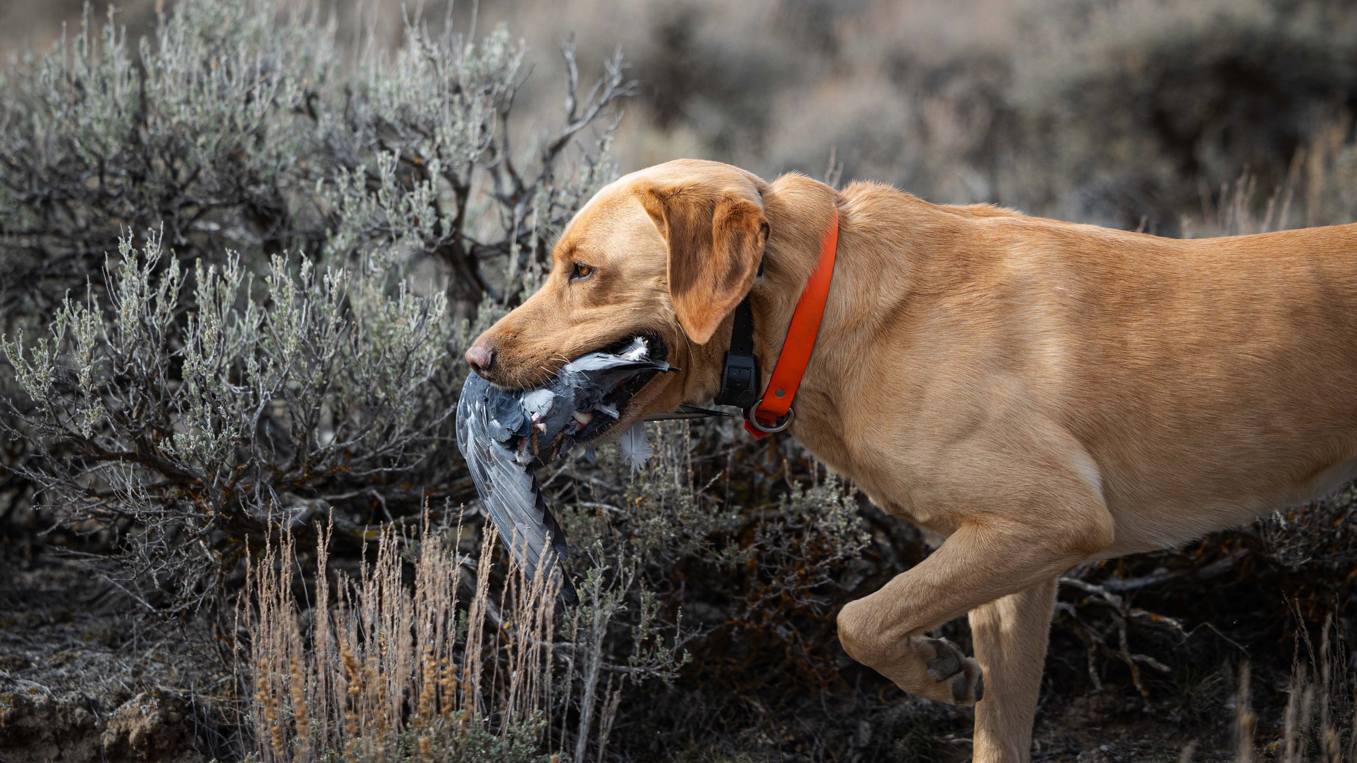 A Labrador retriever fetches up a pigeon.