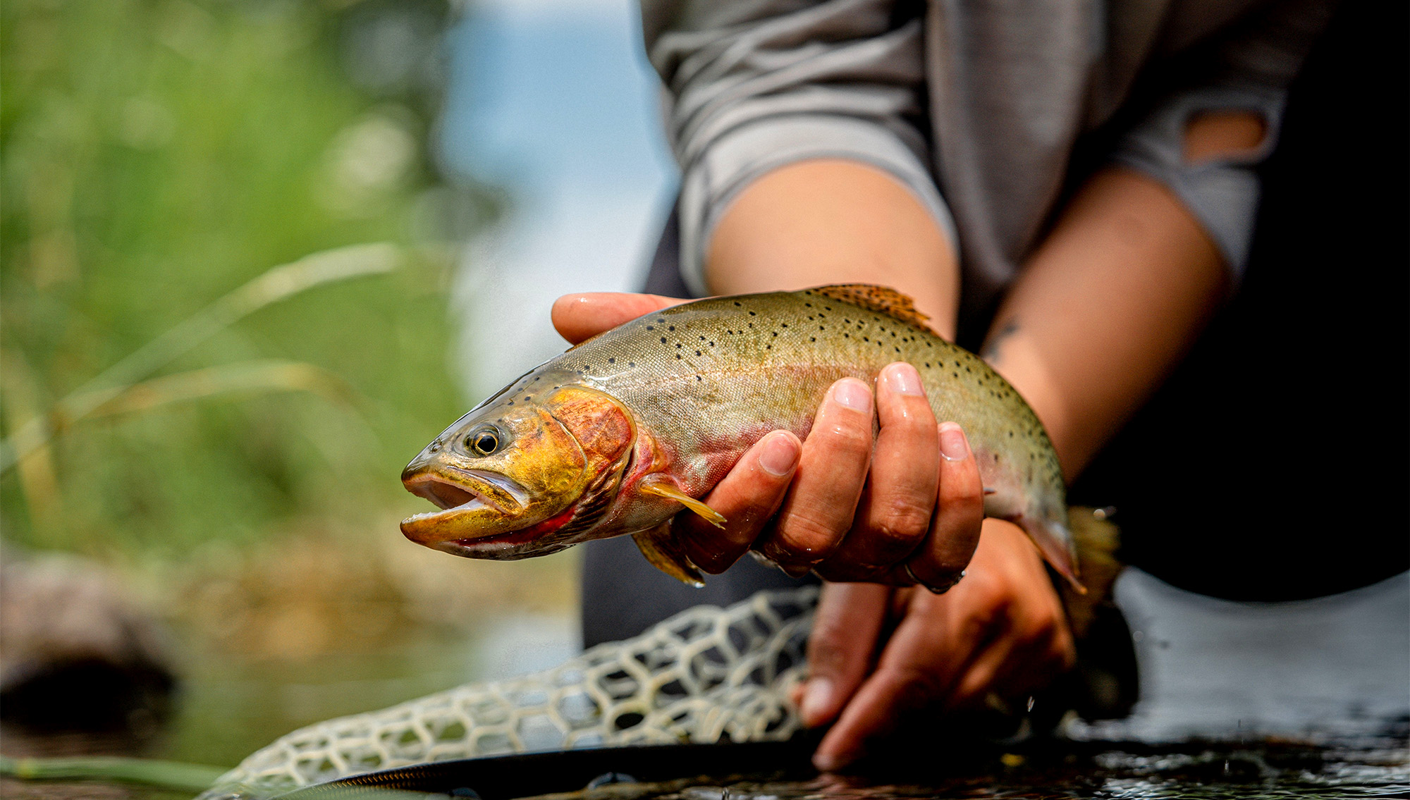 An angler holds a Westslope cutthroat.