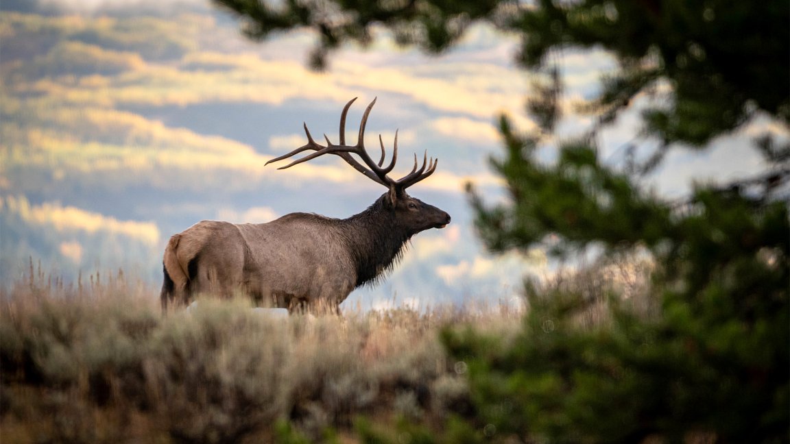 A bull elk in the backcountry.
