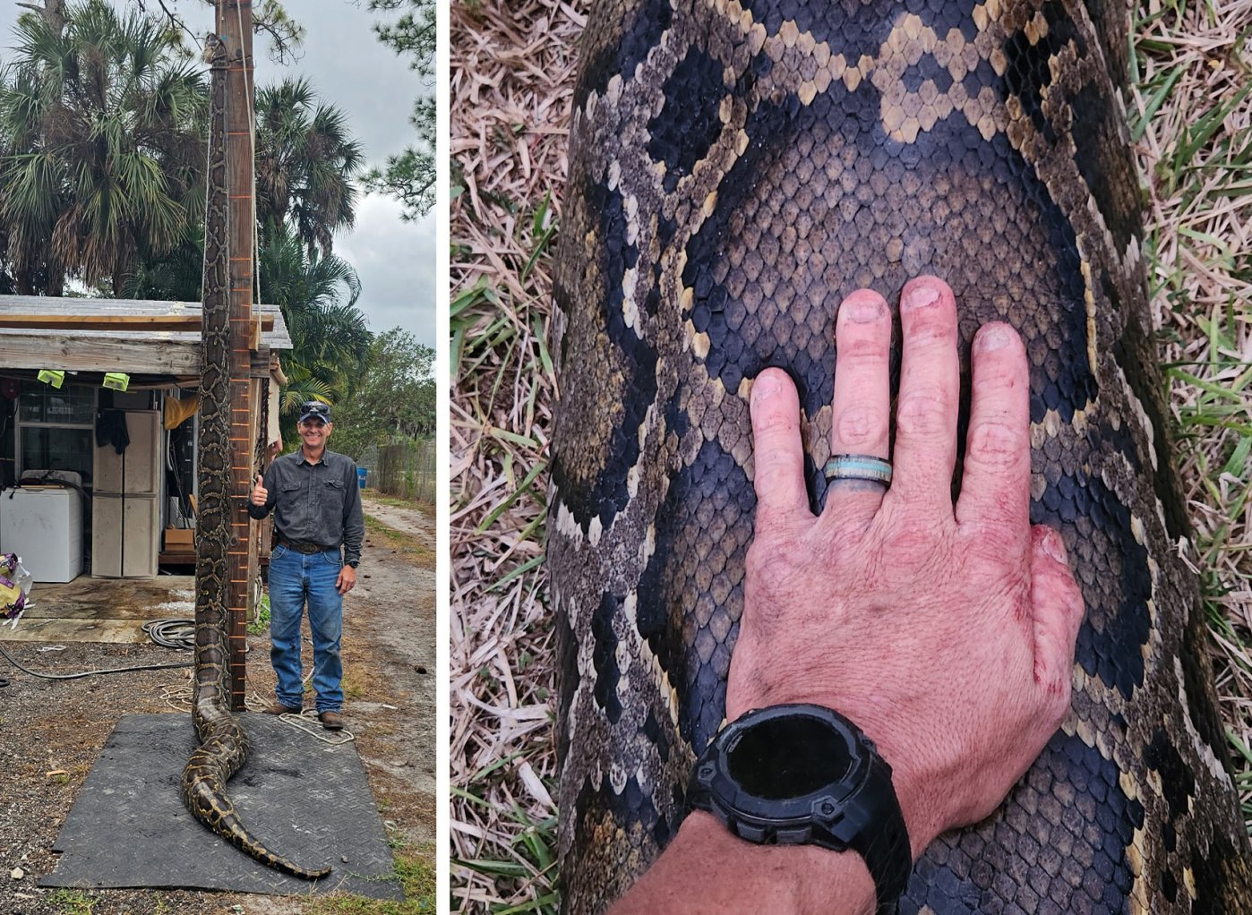 A snake hunter with a massive Burmese python.