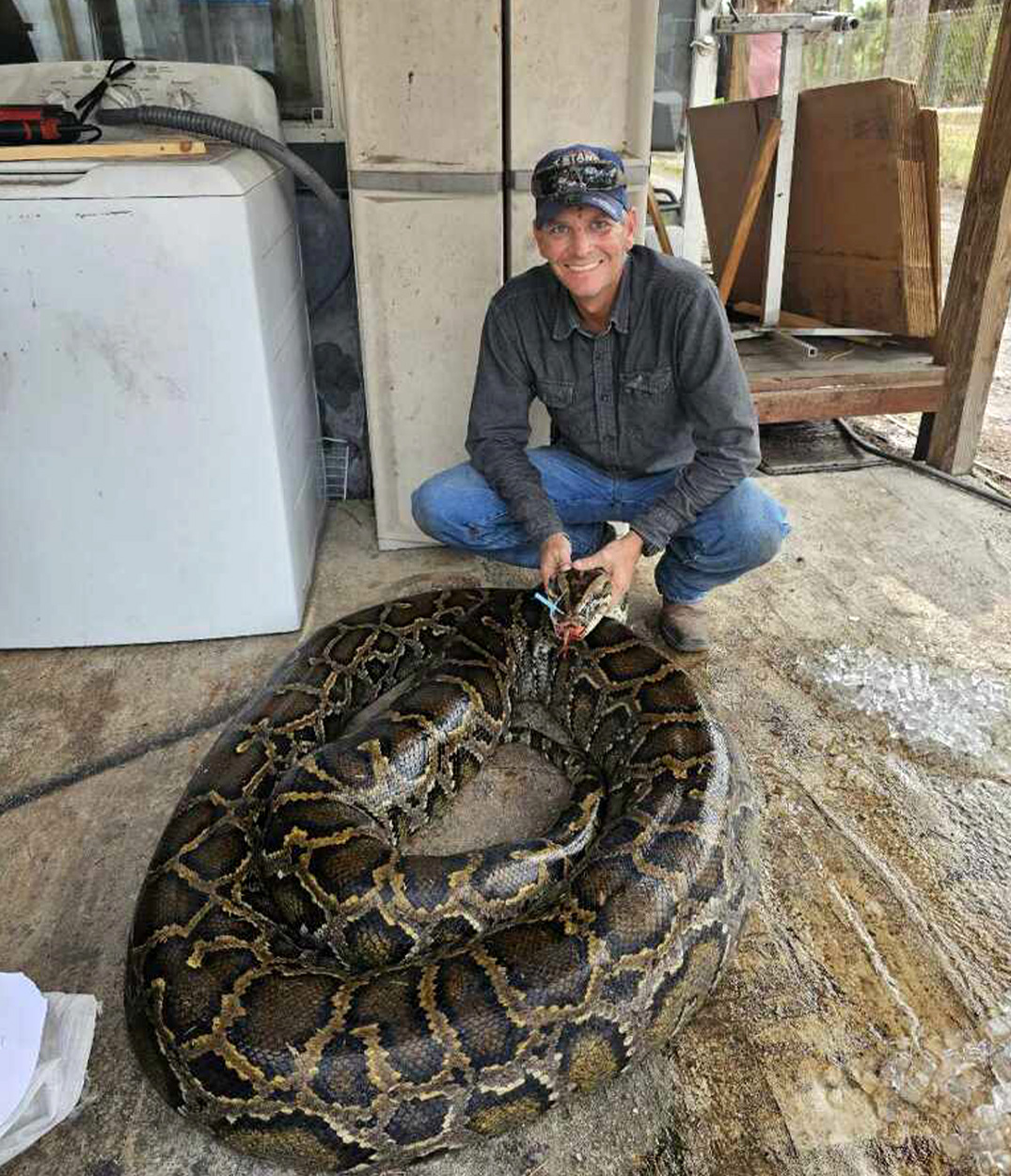 A snake hunter with a huge Burmese python.