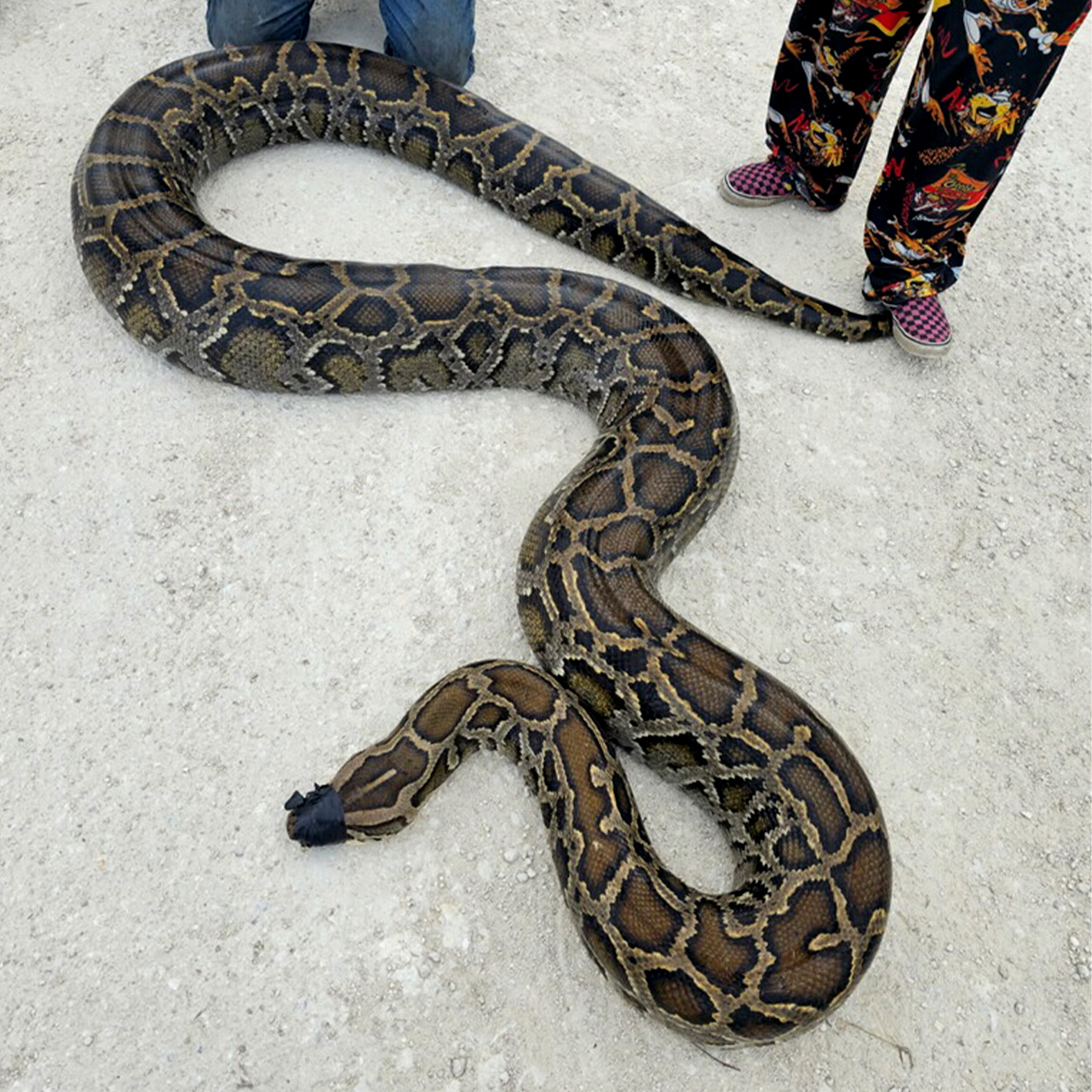 A dead python in the roadway.