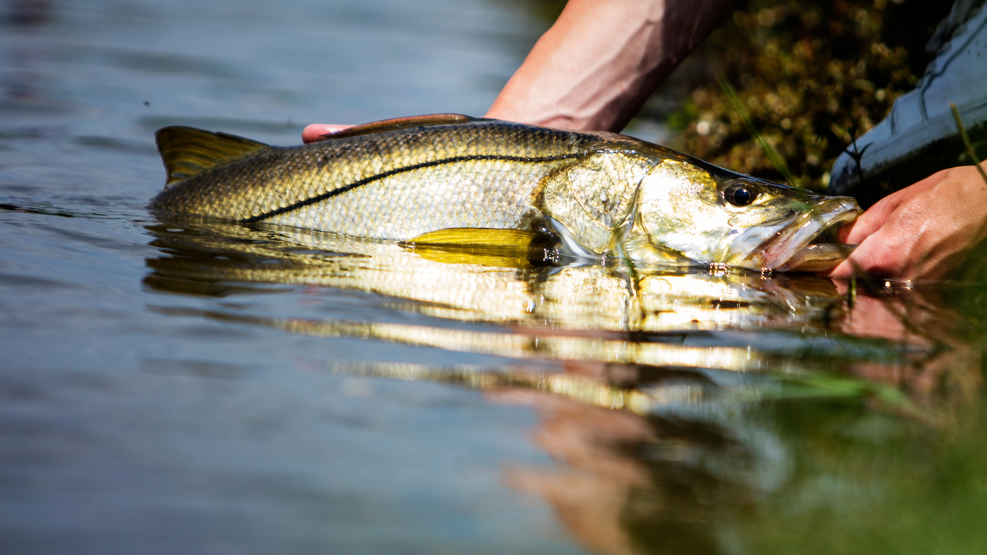 releasing a snook in florida