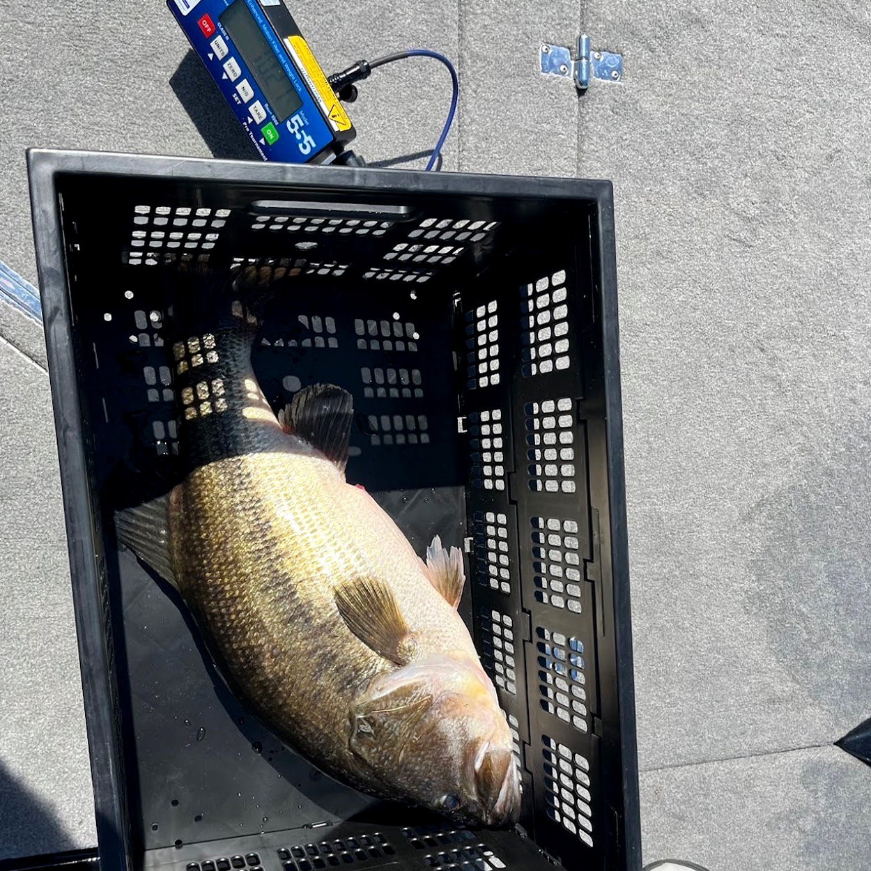 A big bass on a certified scale.