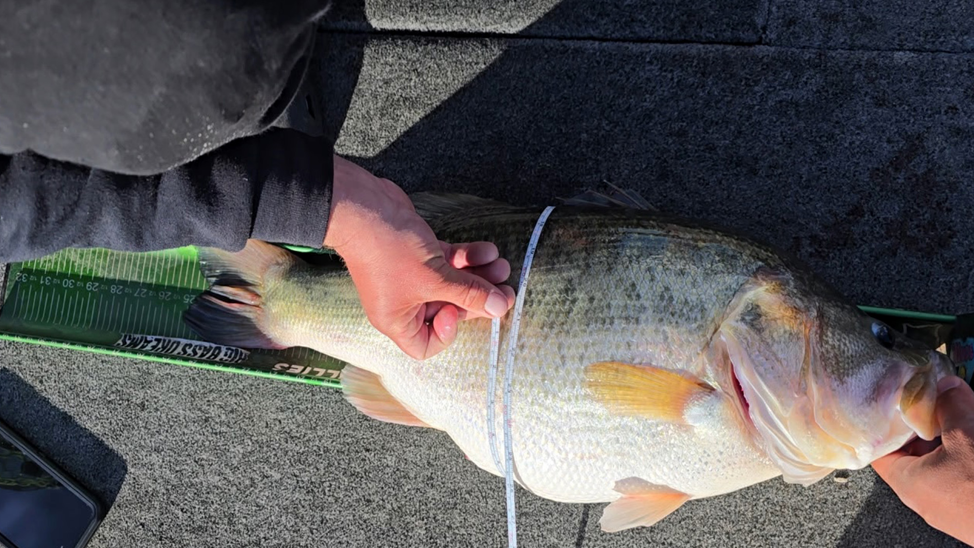 Measuring a bass on the deck of a boat.