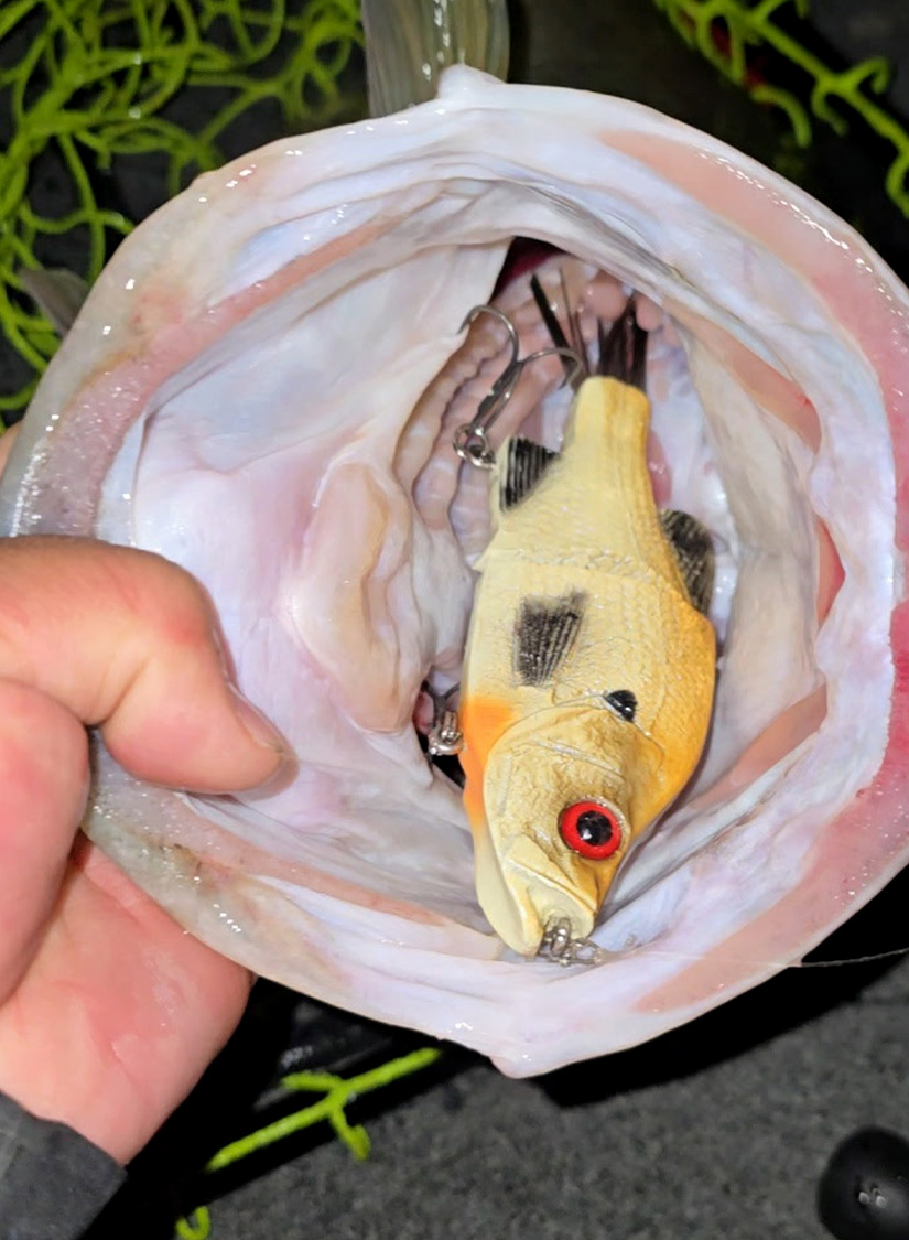 Looking inside the mouth of a bass.