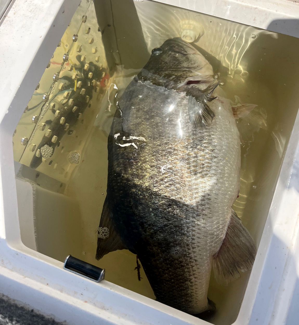 A giant largemouth bass in a livewell.