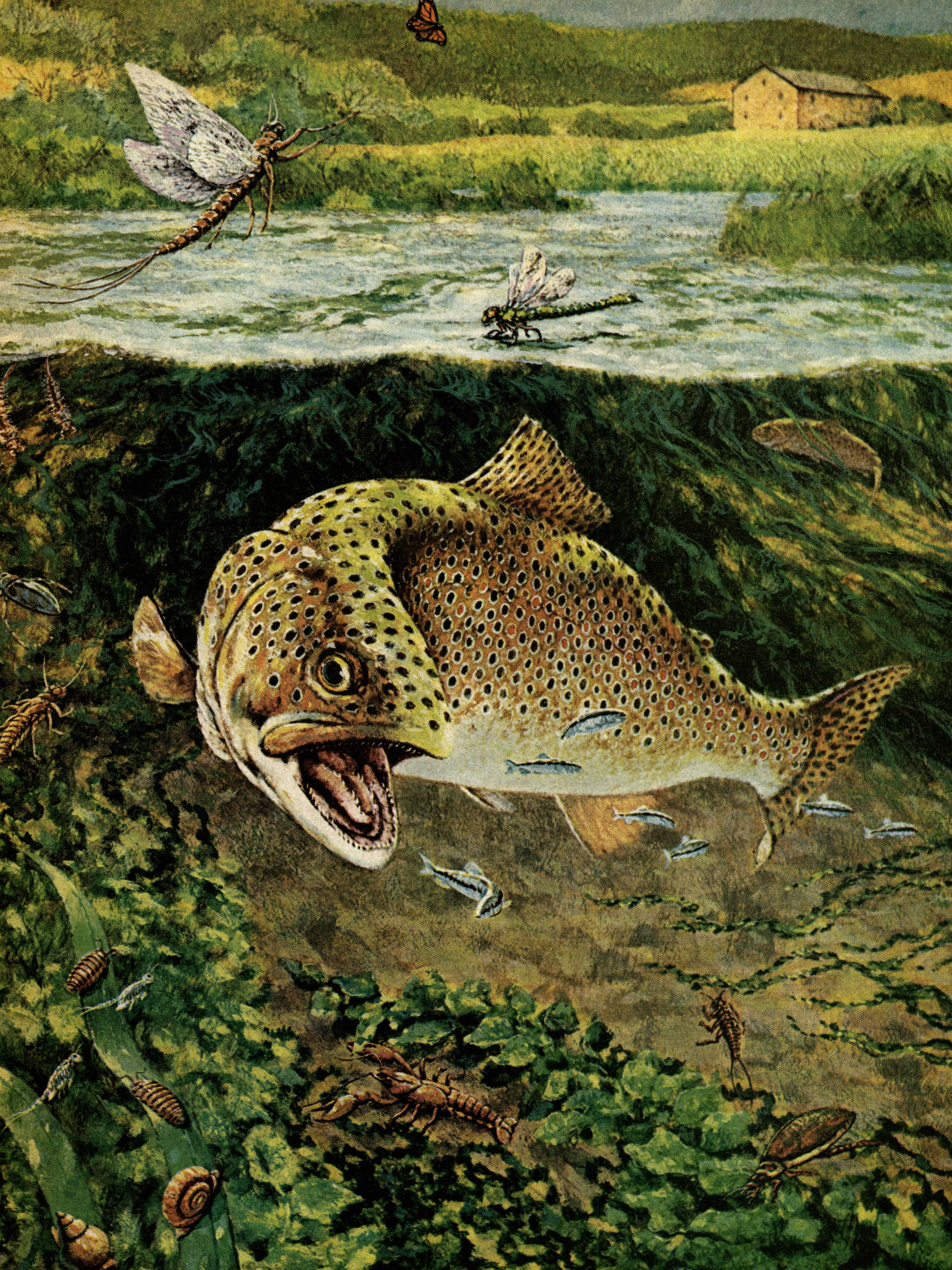 an illustration of a trout in a stream eating