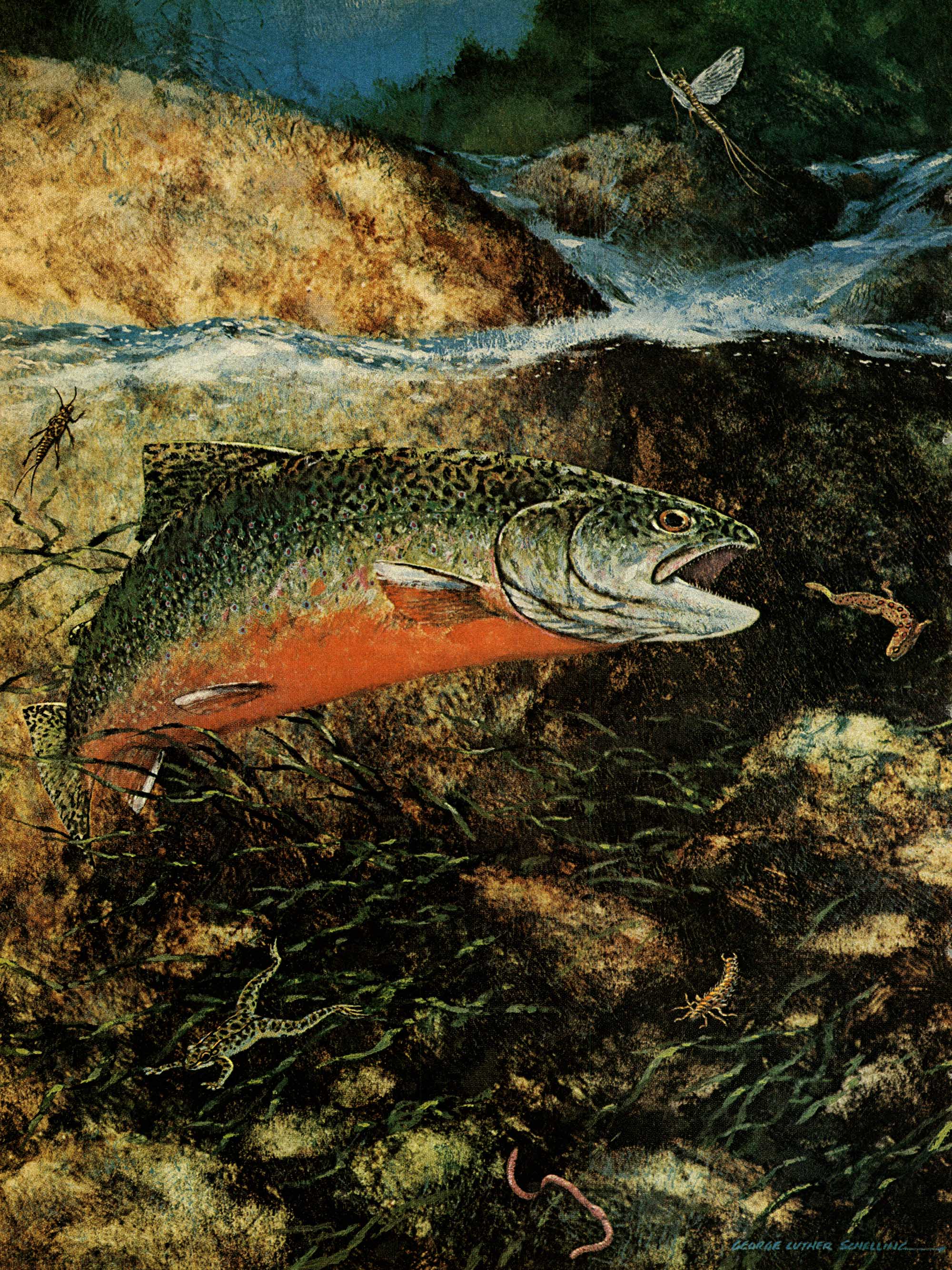 an illustration of a trout eating