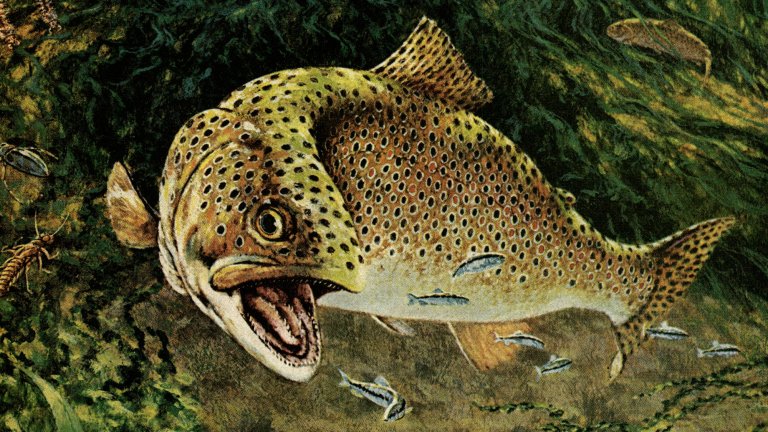 An illustration of a trout eating in a stream