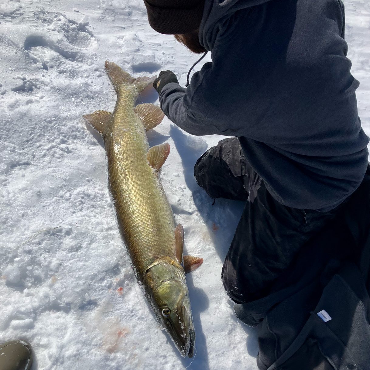 An ice fisherman with a big muskie.