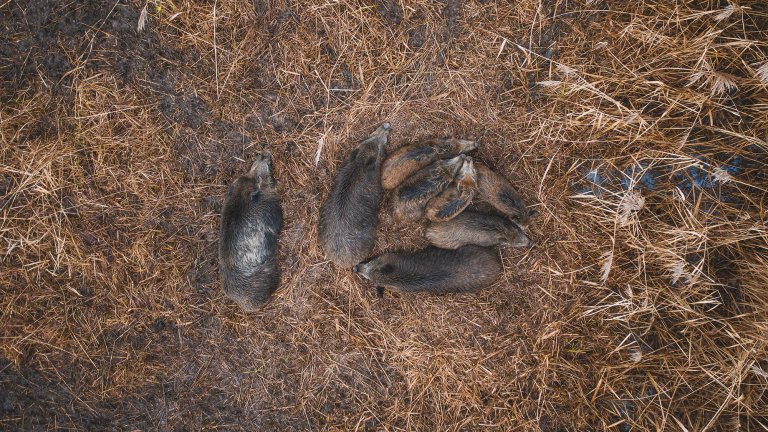 Wild hogs from above