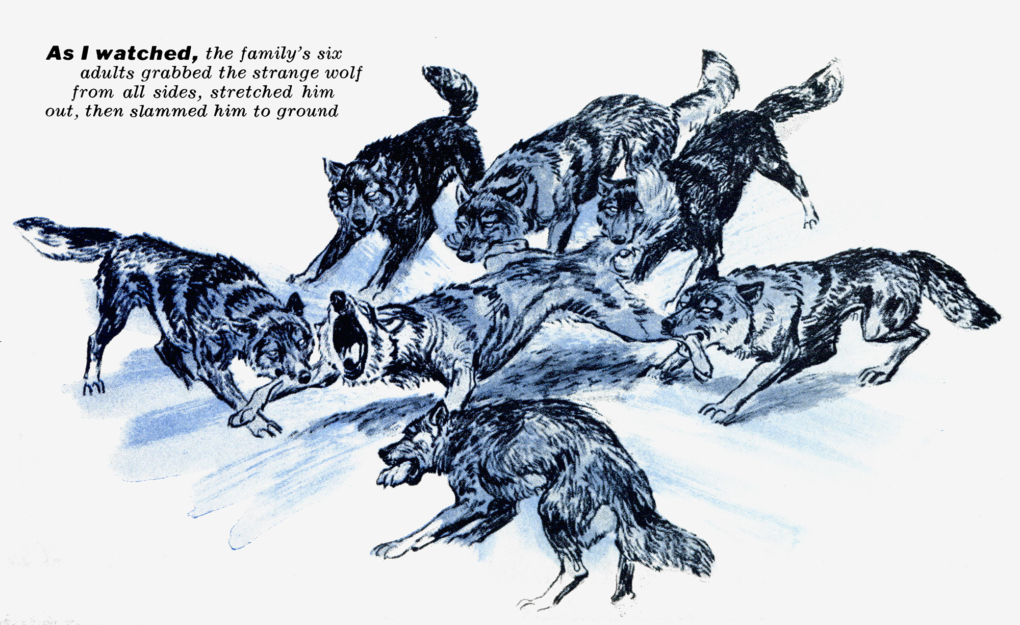 A blue illustration of a wolf pack attacking a strange wolf.