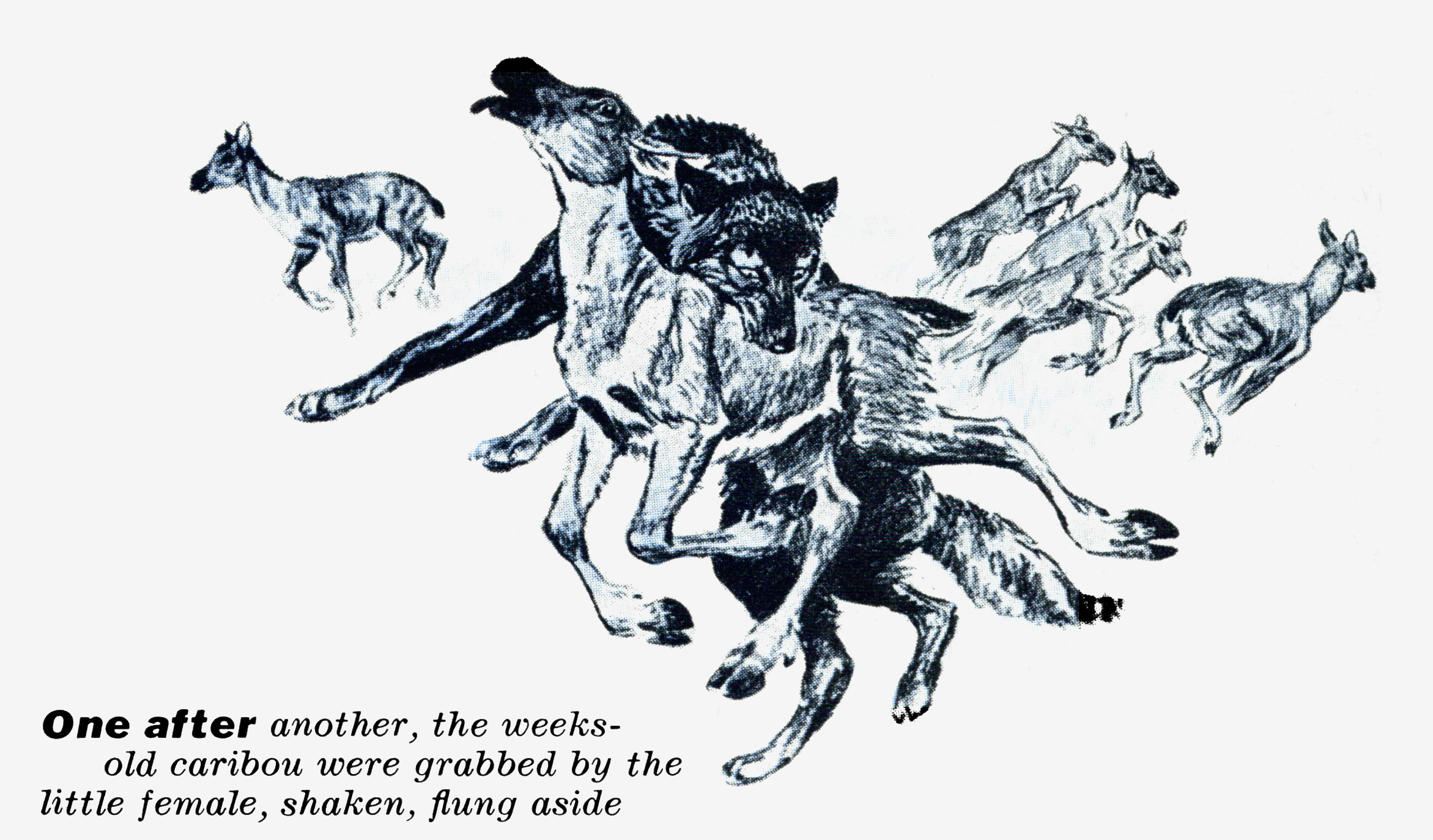 A blue line illustration of a wolf attacking a caribou.