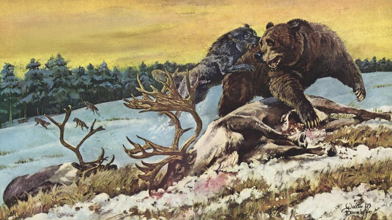 A color illustration of a wolf attacking a grizzly over a caribou carcass.