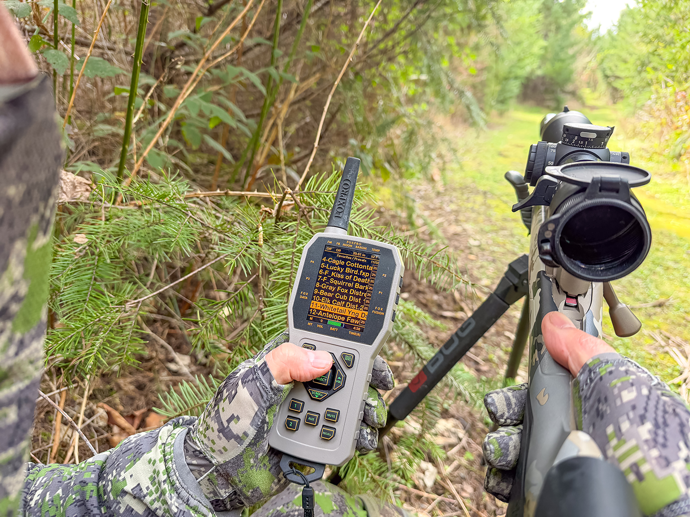 mountain lion hunting