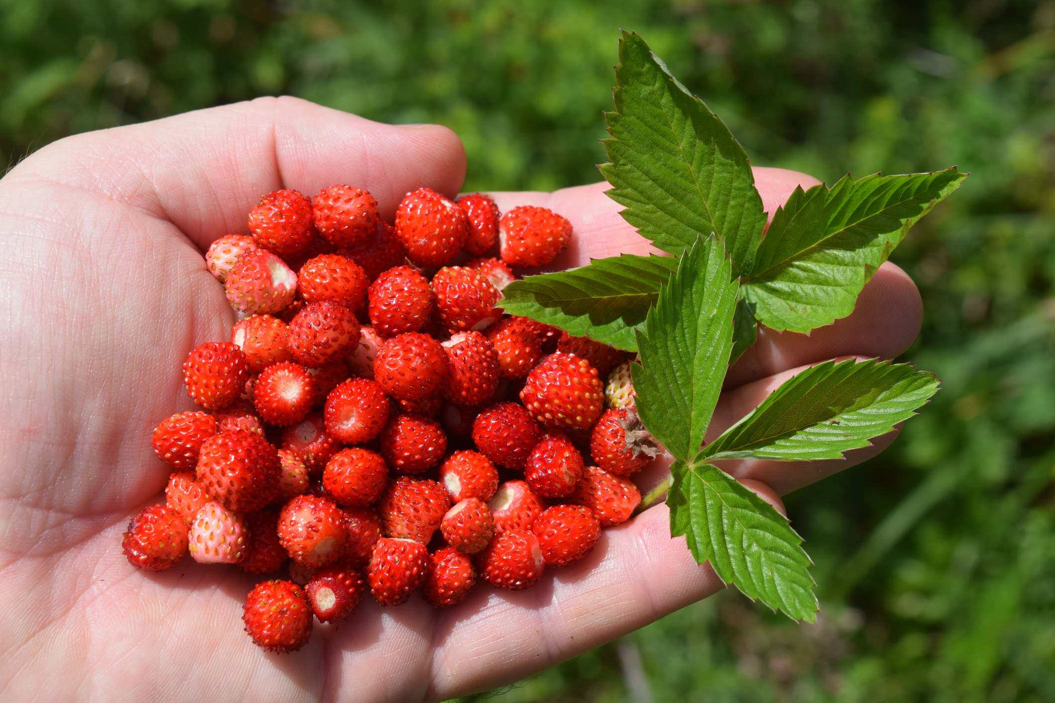 Here's How Your Granddaddy Foraged for Nuts, Berries, and Fruits