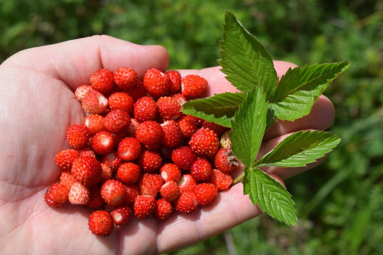 Hand full of wild strawberries with leaf