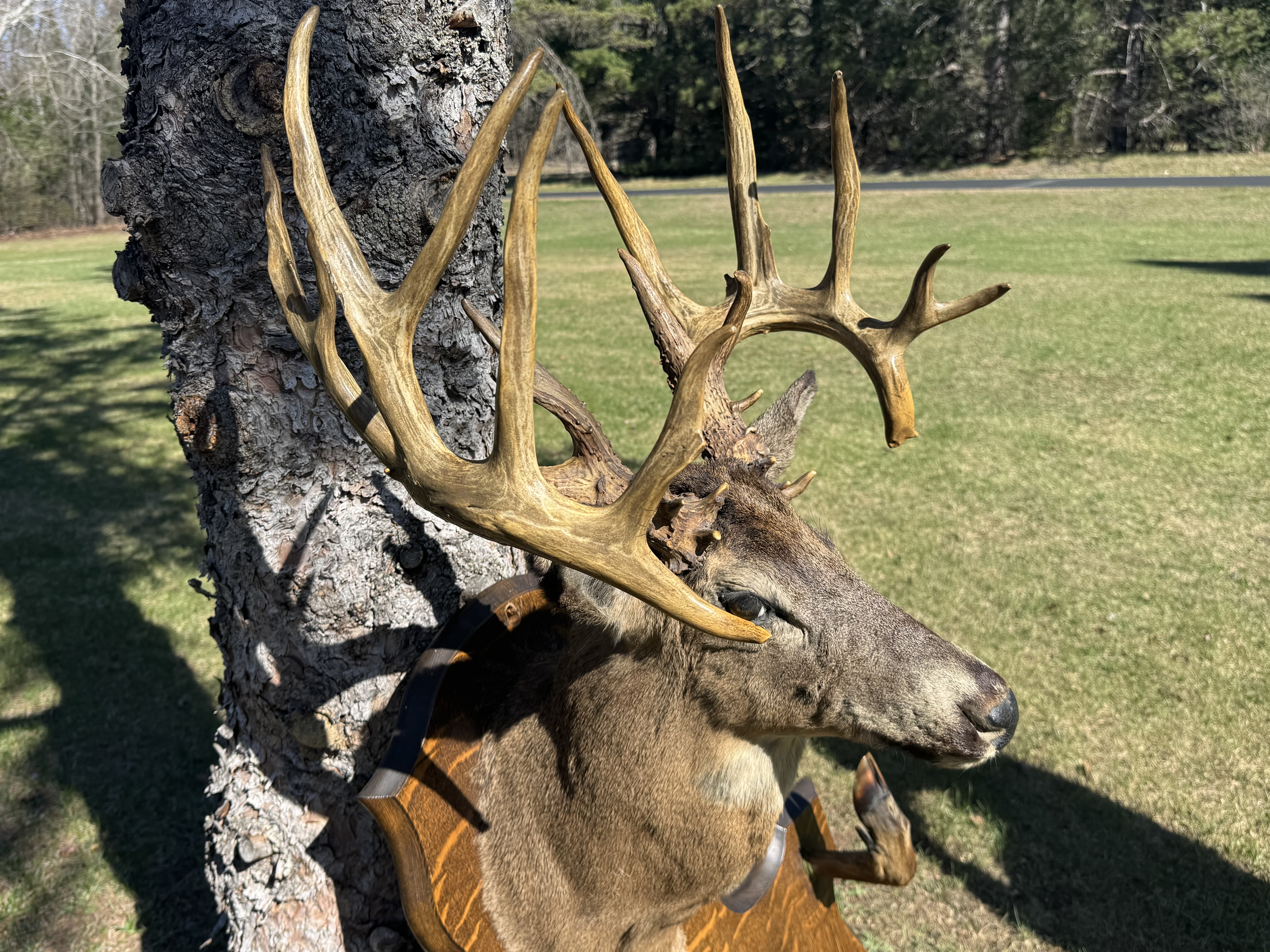 wisconsin mystery buck