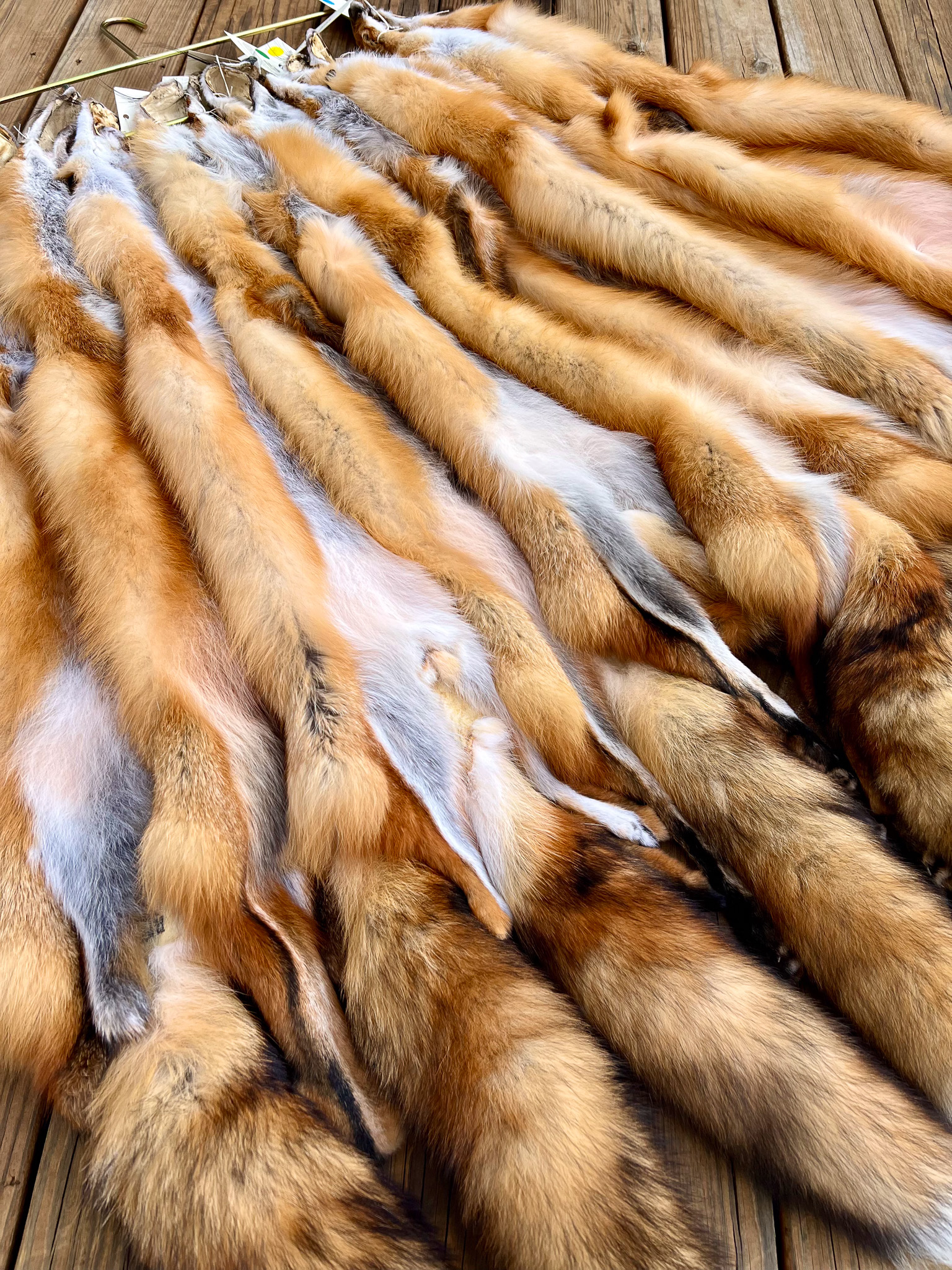 Red fox pelts.