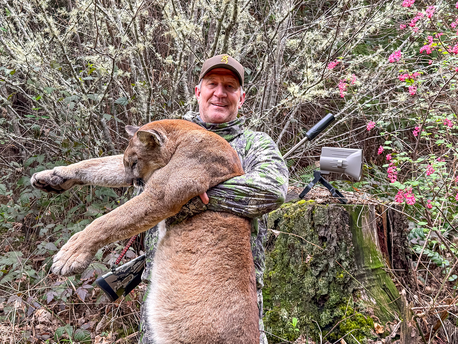 mountain lion hunting