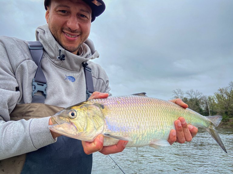 An american shad with a rainbow sheen