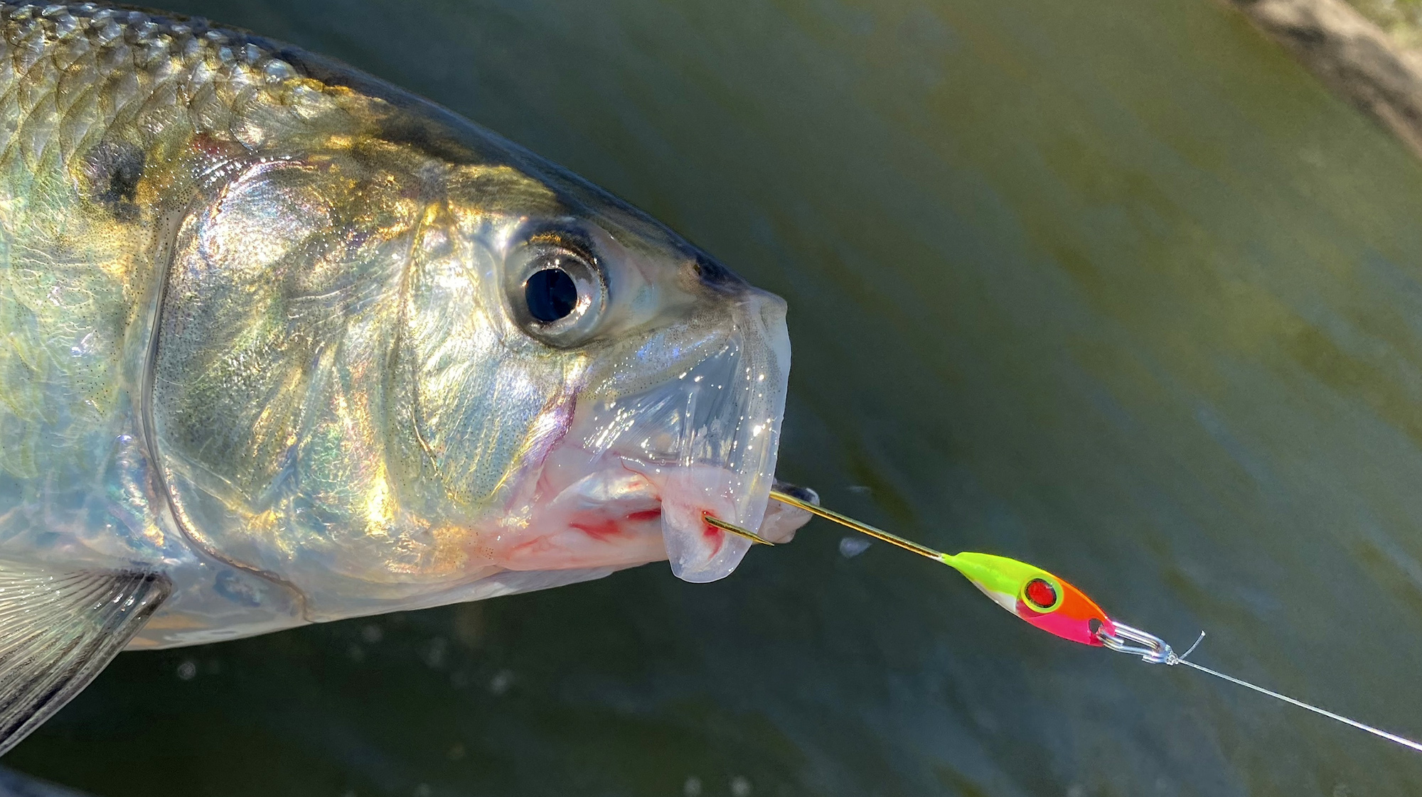 A shad with a UV spoon
