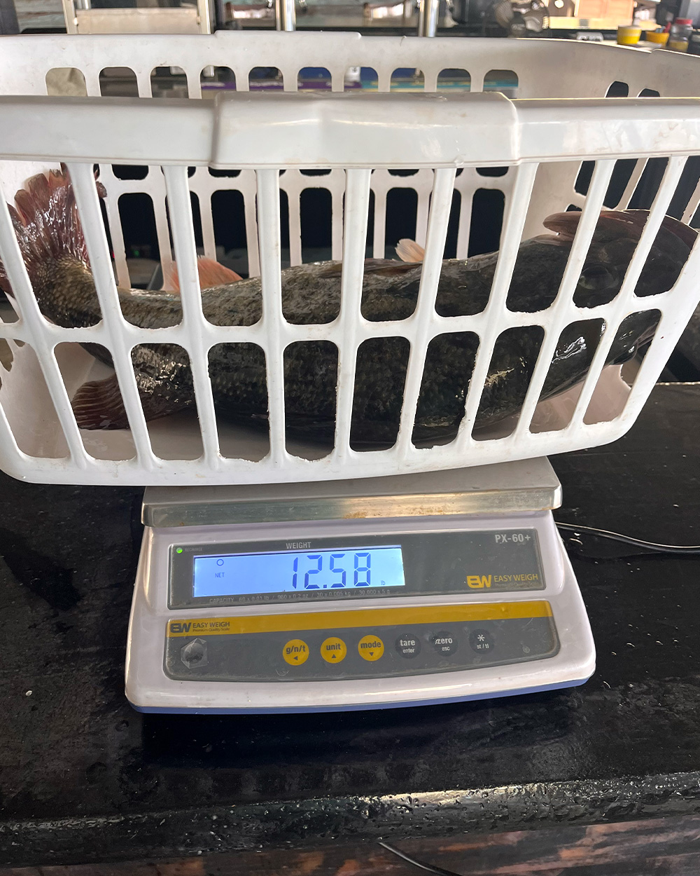 A largemouth bass on a scale.