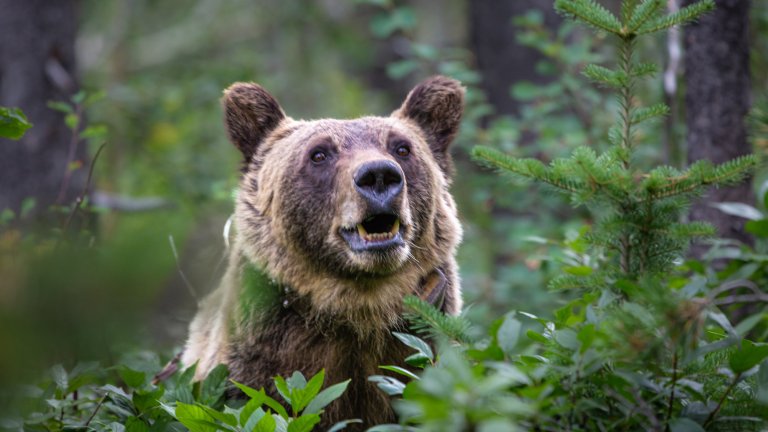 A bear in the bushes