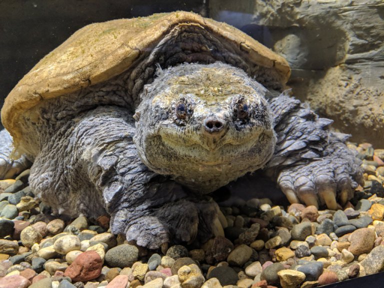Big Snap Daddy, a giant common snapping turtle in Nebraska