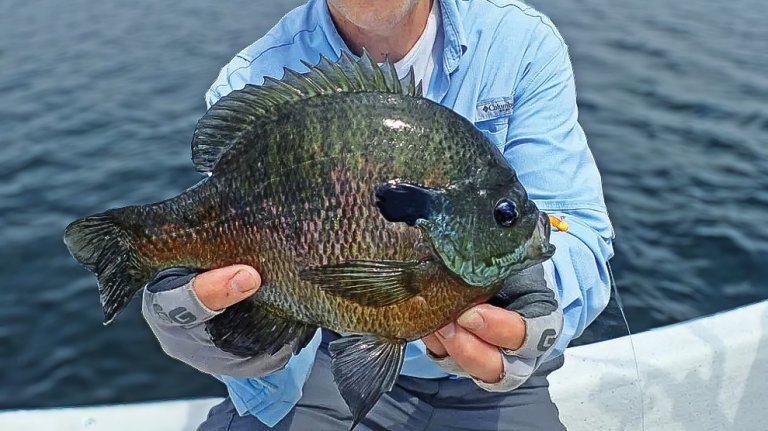 A big bluegill held up on the edge of a boat