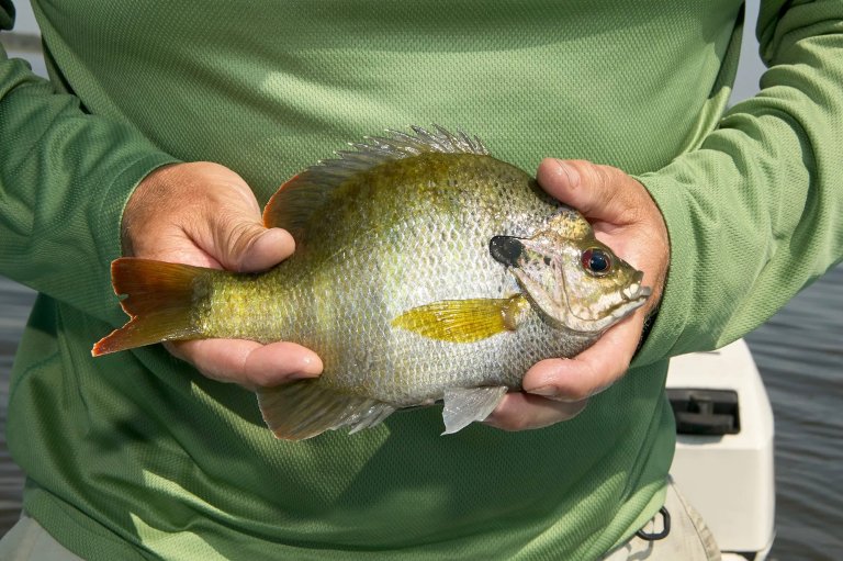 A nice bluegill held in front of a green short with a torso.