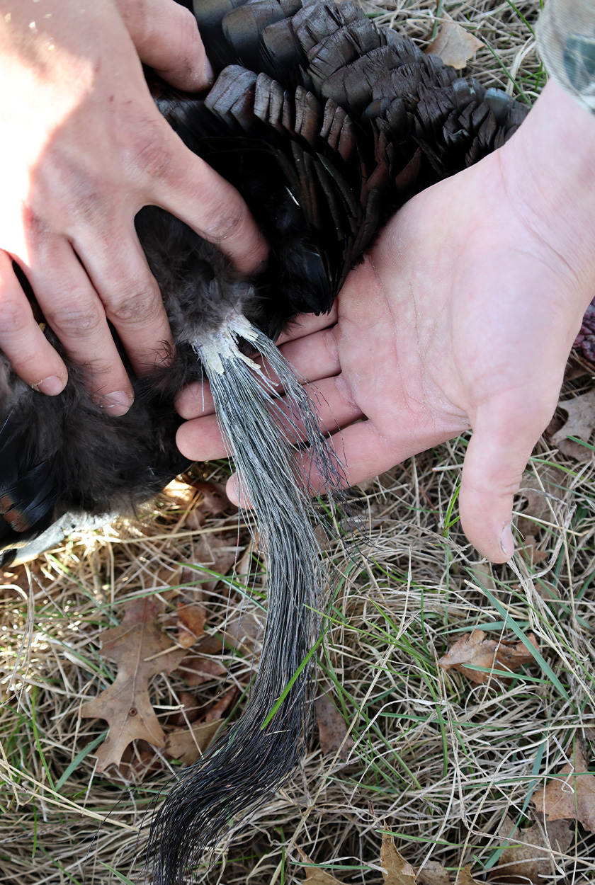 A gobber with a double beard.