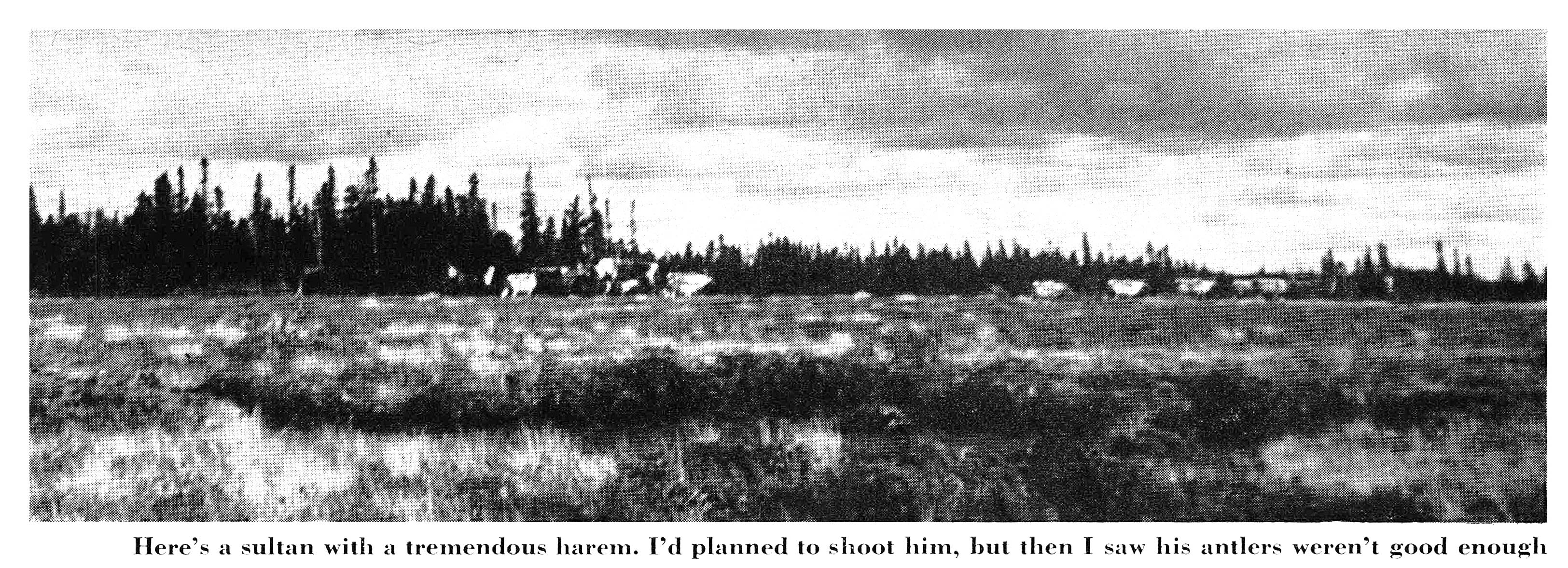 a black and white photo of caribou