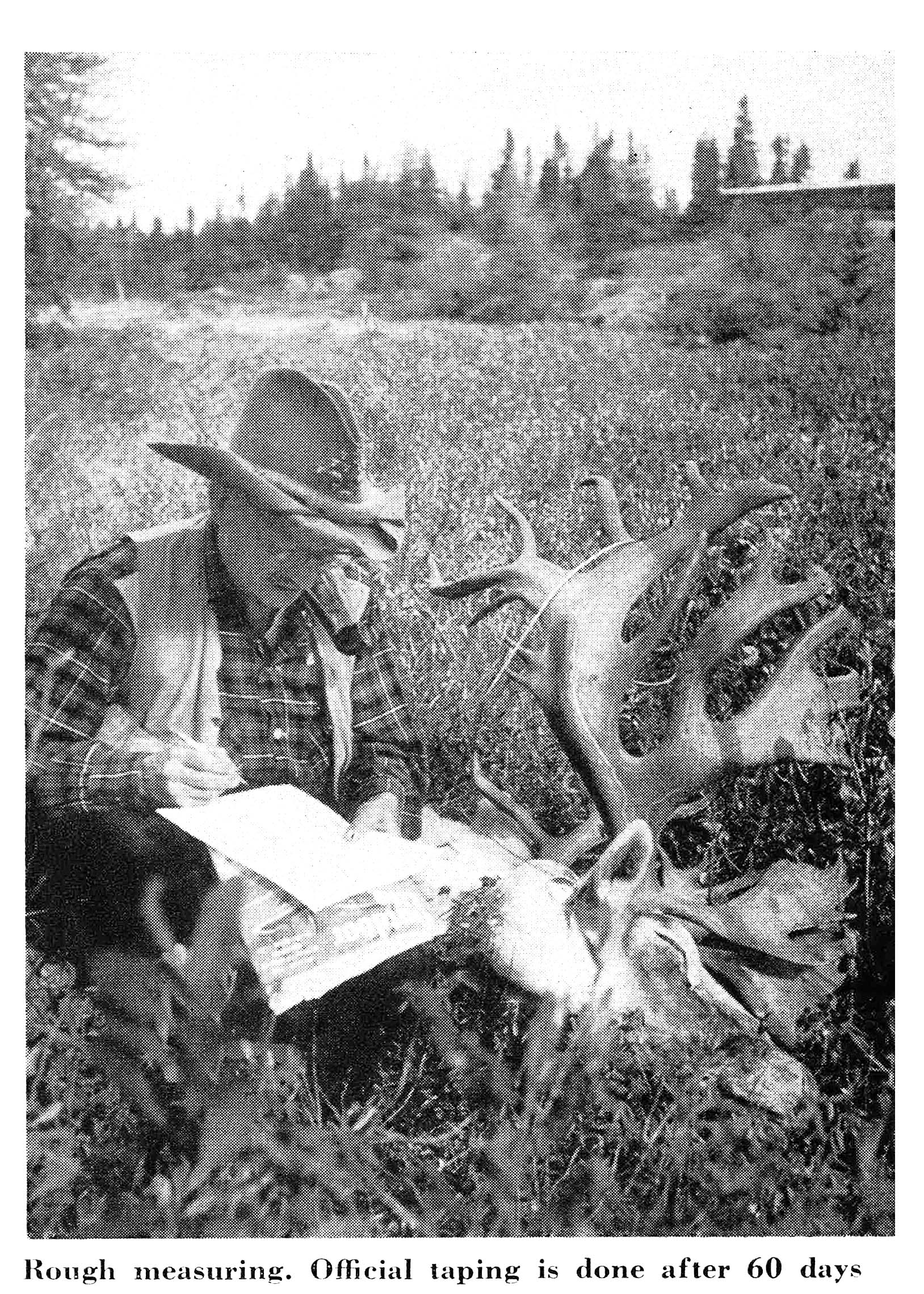 A black and white photo of Grancel Fitz and his big caribou