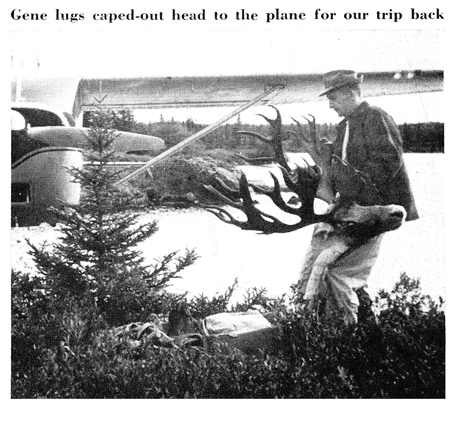 A black and white photo of Grancel Fitz's big caribou