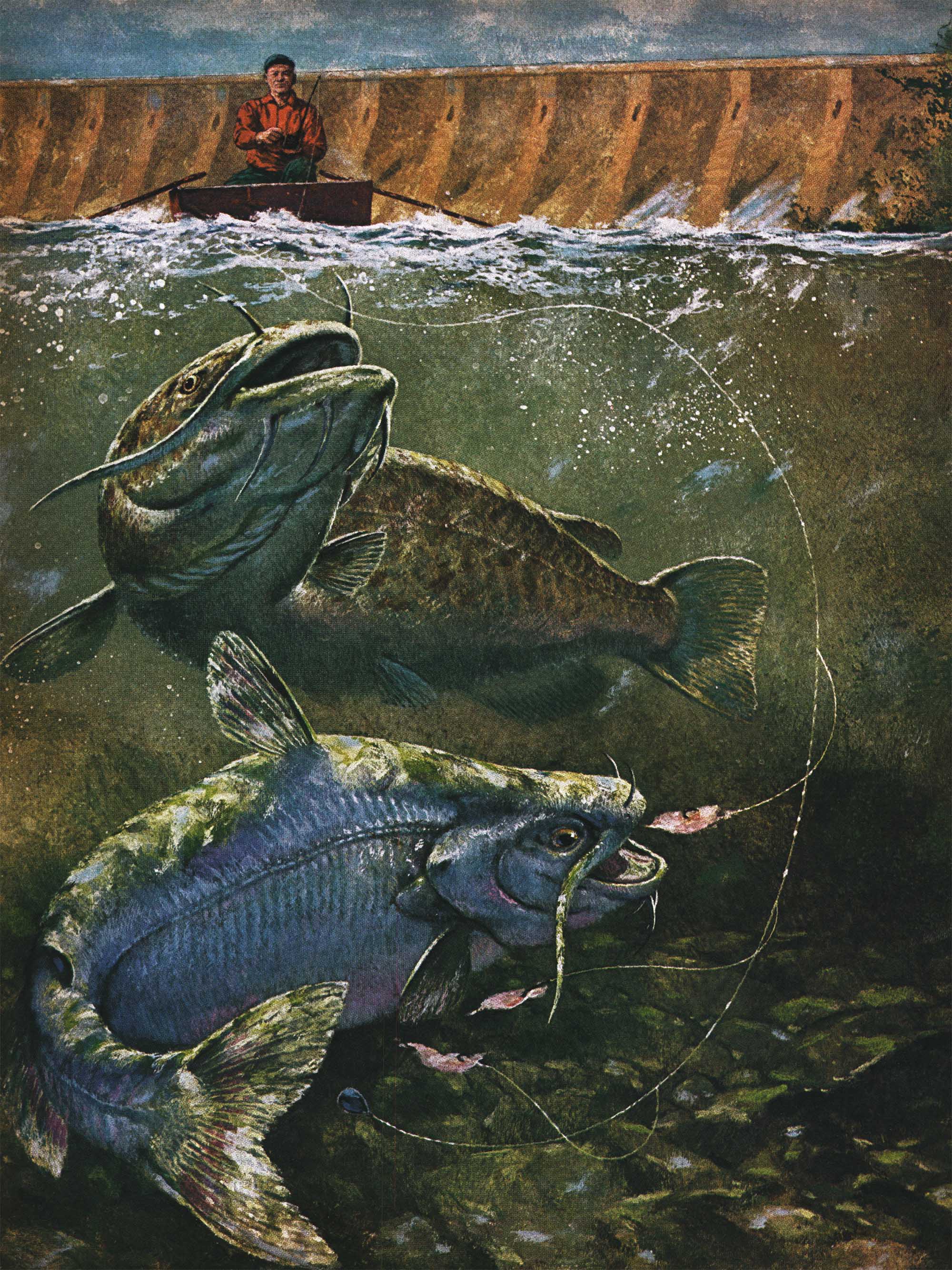 An illustration of a flathead and blue catfish swimming in front of a damn.
