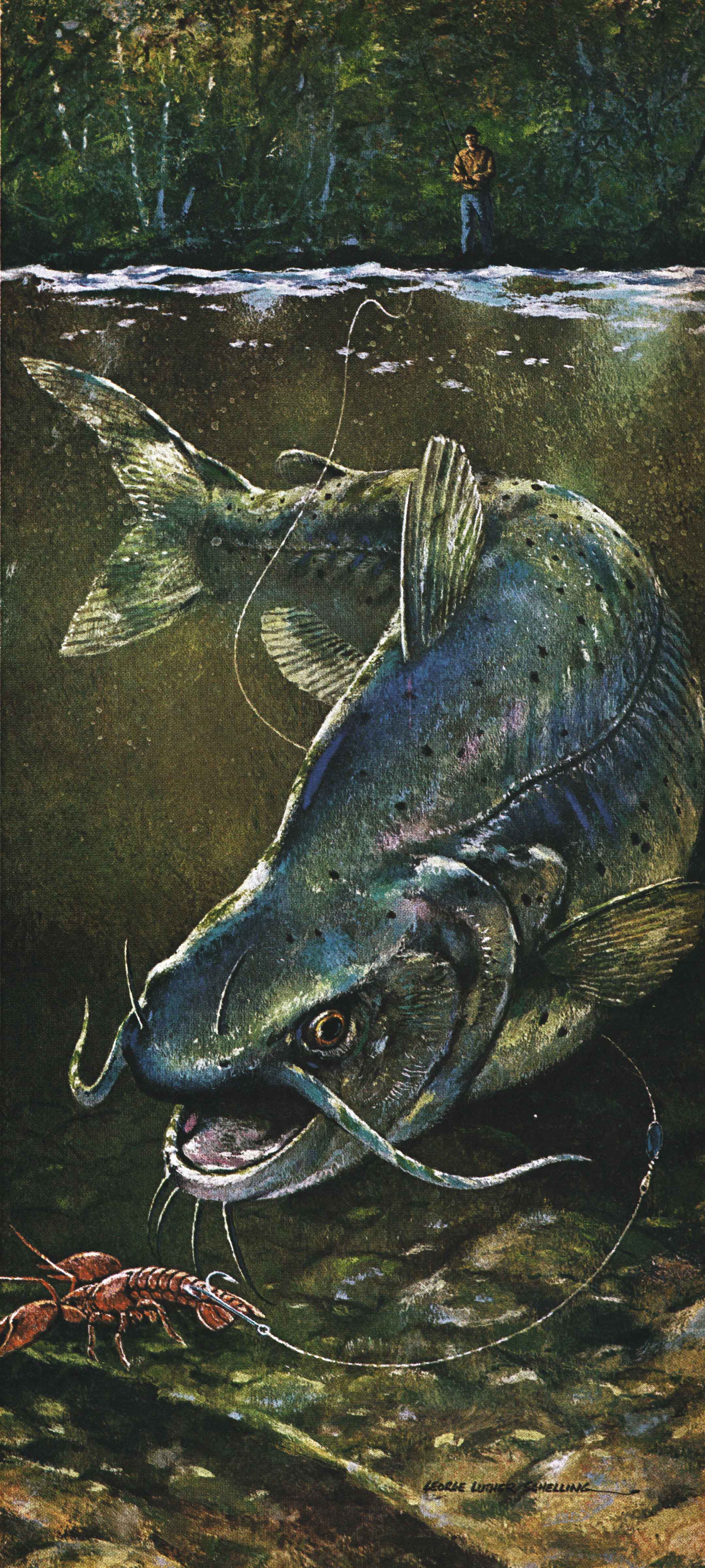 An illustration of a catfish
