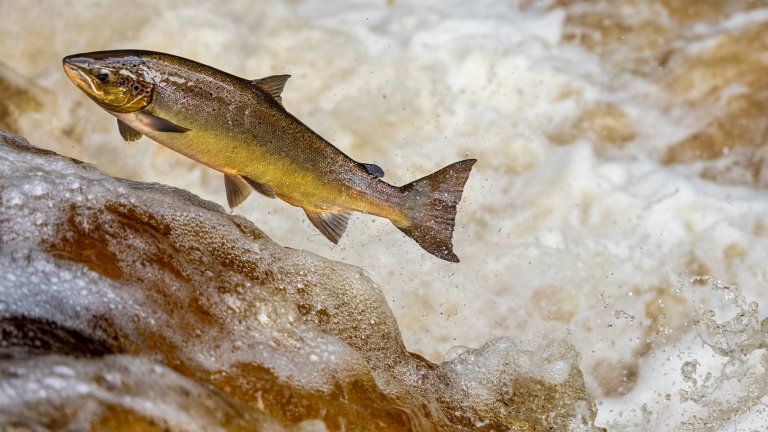 An Atlantic salmon jumping over a waterfall.