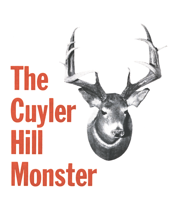 The Cuyler Hill buck on a wall.