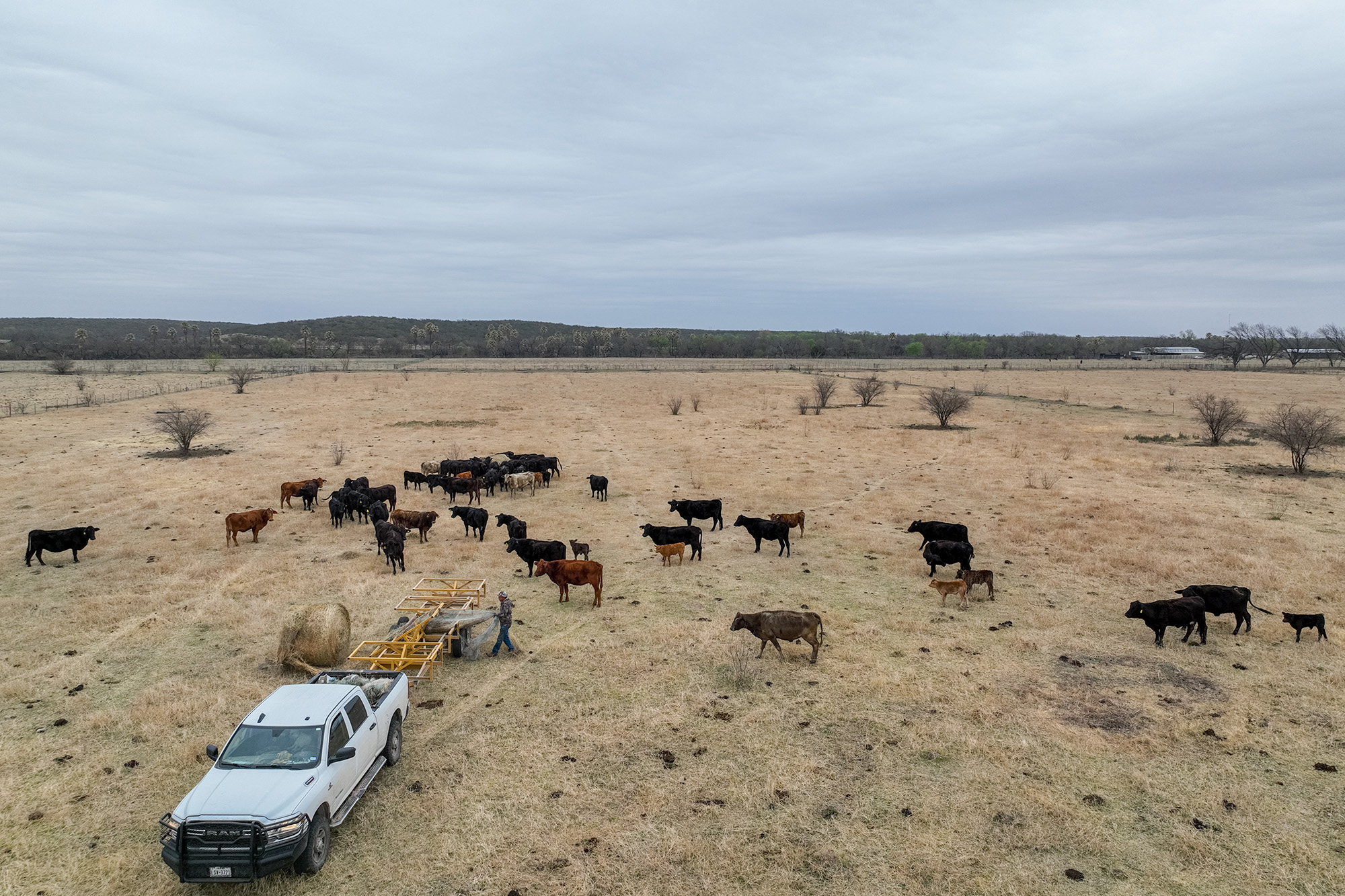 A rancher provides hay for cattle during drought.