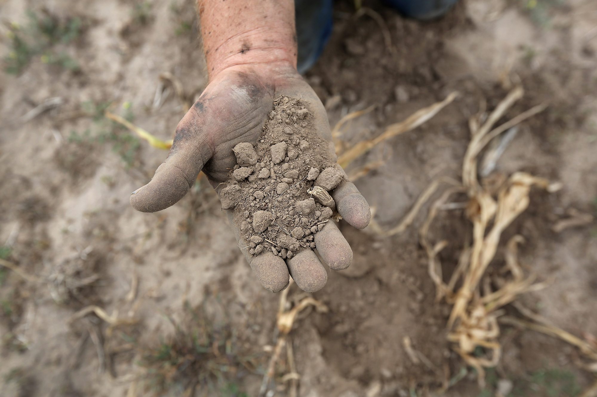 A farmer sifts through topso