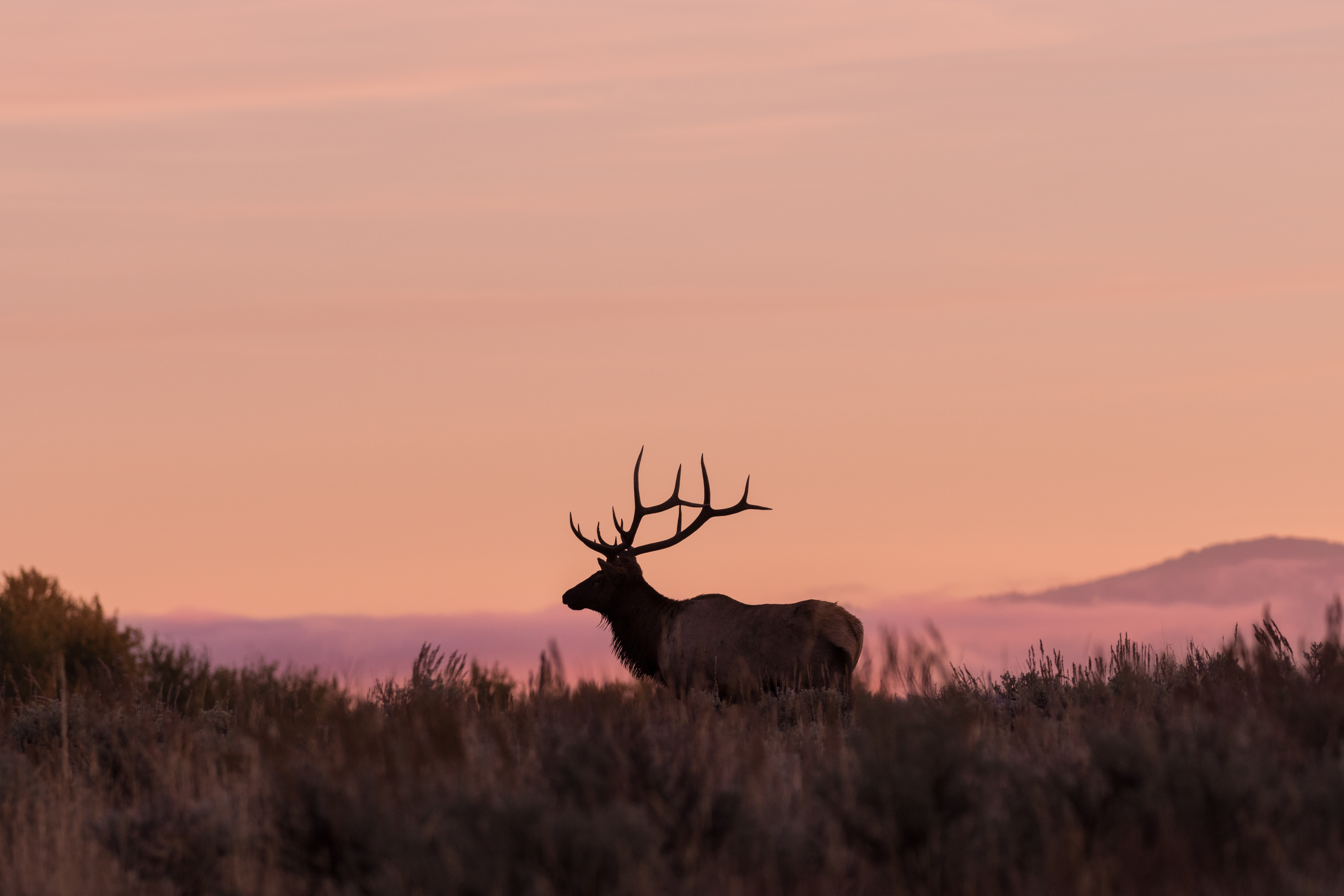 Idaho Bans Cellular Trail Cameras on Public Land, Hunting De