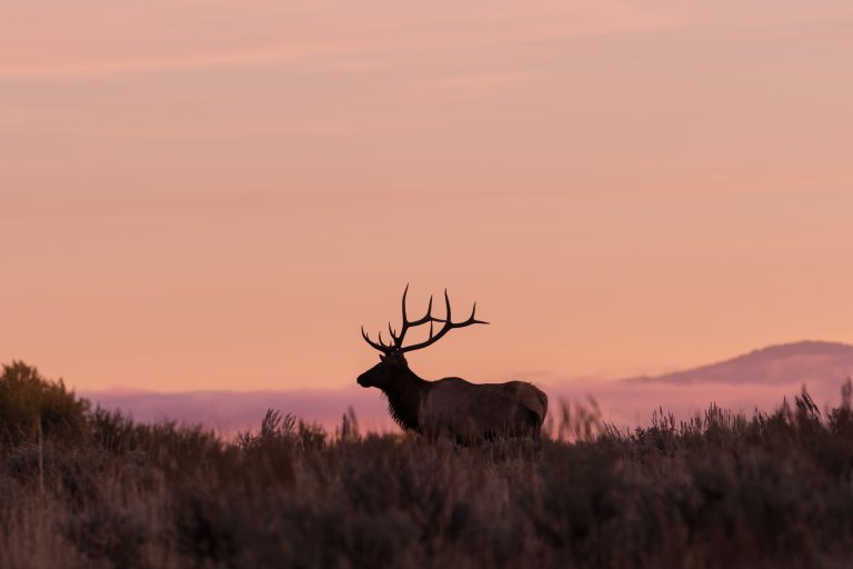 An elk against a backdrop.